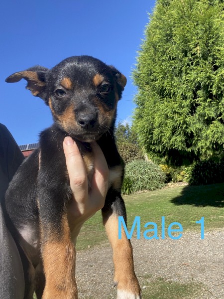 Kelpie x Border Collie