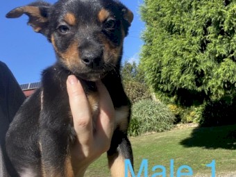 Kelpie x Border Collie