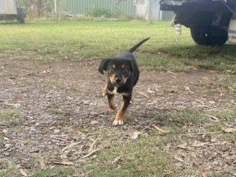 Kelpie x Border Collie