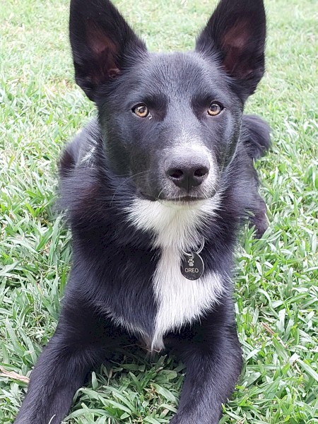 8 month old Kelpie x Border Collie - No Cost