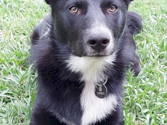 8 month old Kelpie x Border Collie - No Cost
