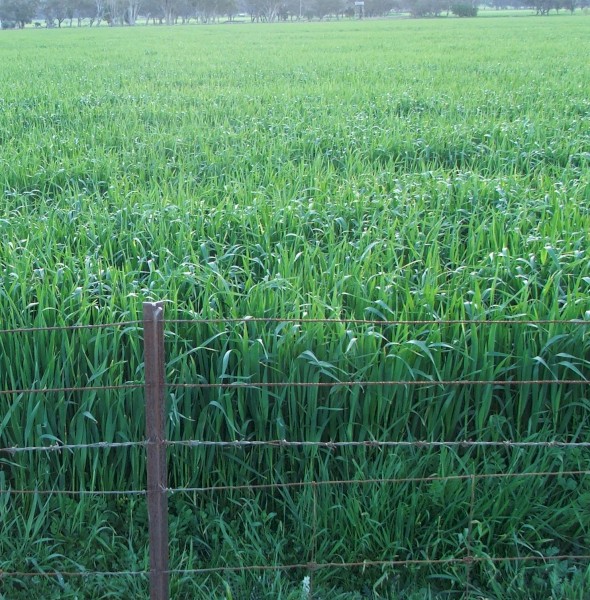 1MT Bannister Seed Oats