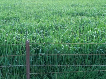 1MT Bannister Seed Oats