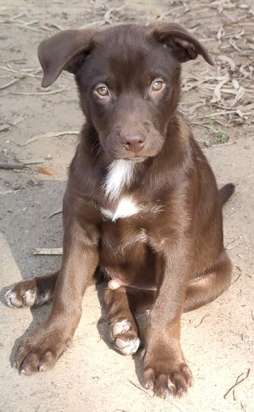 4 x Red Male Kelpie Pups