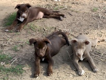 4 x Red Male Kelpie Pups