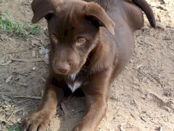 4 x Red Male Kelpie Pups