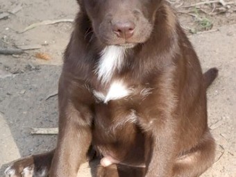 4 x Red Male Kelpie Pups