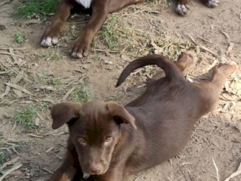 4 x Red Male Kelpie Pups