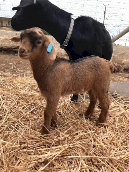 Miniature Goats (Wethers)