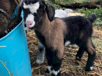 Miniature Goats (Wethers)