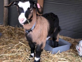 Miniature Goats (Wethers)