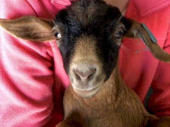 Miniature Goats (Wethers)