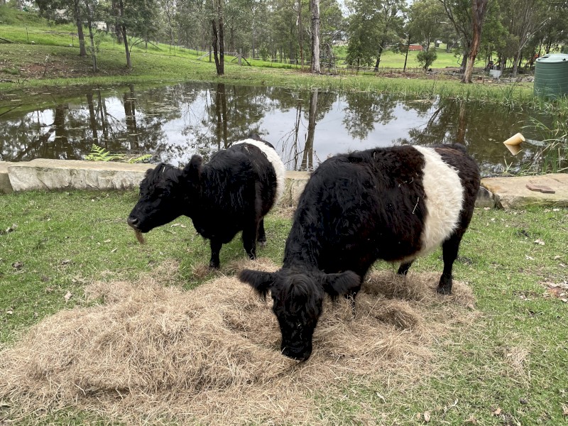 2 miniature belted Galloway (steer and cow)