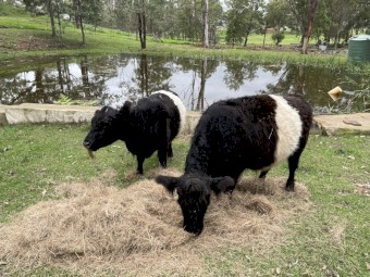 2 miniature belted Galloway (steer and cow)