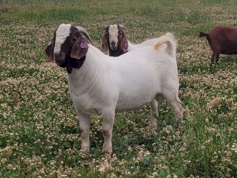 Registered Boer goats stud dispersal 