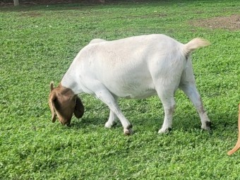 Registered Boer goats stud dispersal 