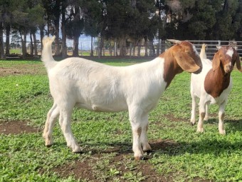 Registered Boer goats stud dispersal 