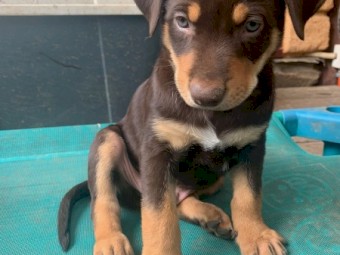Purebred kelpie pups