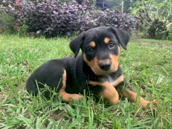 Purebred kelpie pups