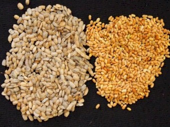 French Serradella - Fran2o  Ornithopus sativus