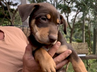 Purebred kelpie pups