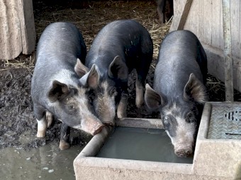 Pure Berkshire Pigs