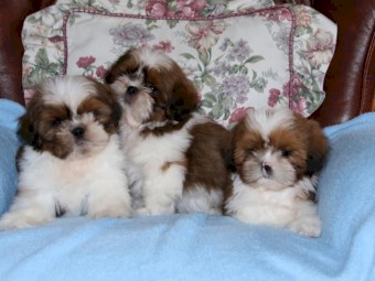 Beautiful Shiz Tzu puppies