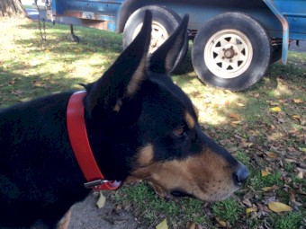Working Kelpie Dog