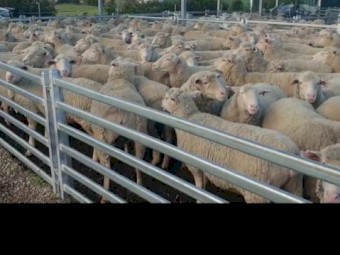 247 White Suffolk X Merino ewes. SIL @ 158%