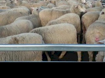 247 White Suffolk X Merino ewes. SIL @ 158%