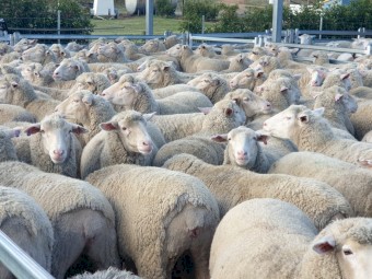 247 White Suffolk X Merino ewes. SIL @ 158%