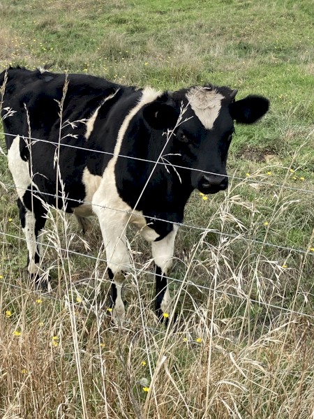 Friesian X Jersey & Jersey Bulls