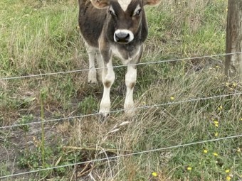 Friesian X Jersey & Jersey Bulls
