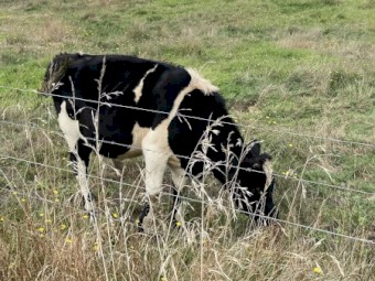 Friesian X Jersey & Jersey Bulls
