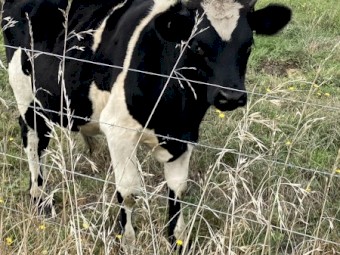 Friesian X Jersey & Jersey Bulls