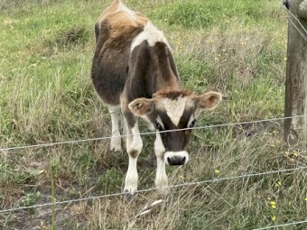 Friesian X Jersey & Jersey Bulls