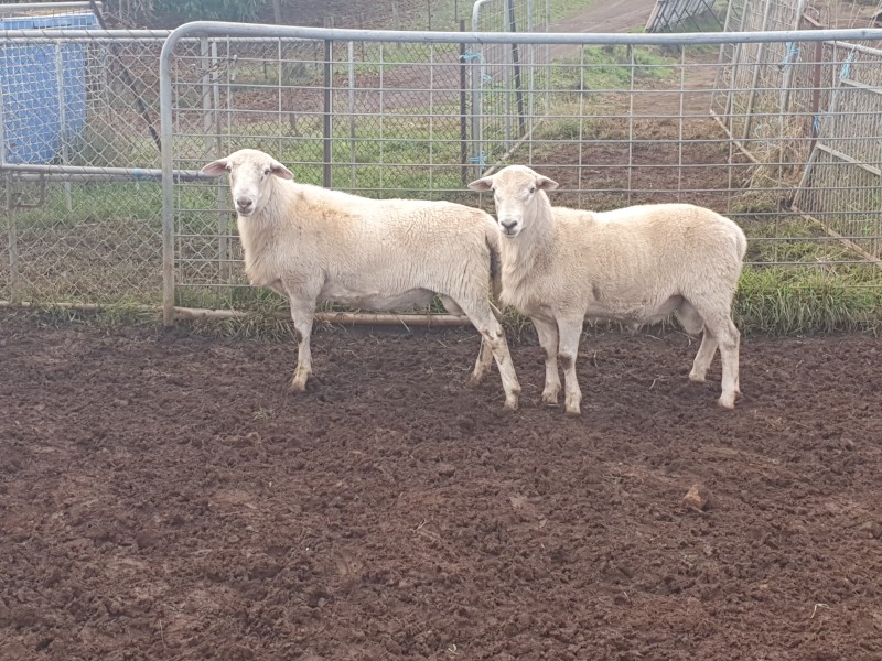 Australian White Rams