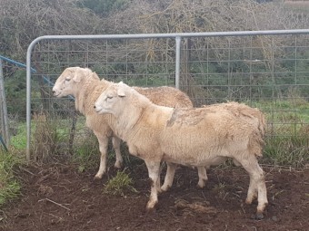 Australian White Rams