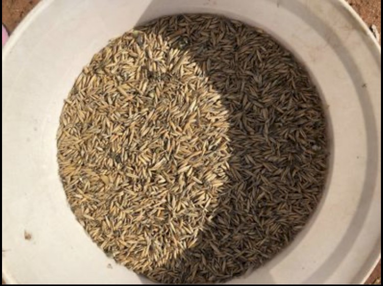 15-20mt Mulgara Oats (Hay Seed Variety)