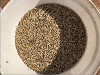 15-20mt Mulgara Oats (Hay Seed Variety)