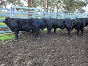 Bulls For Sale