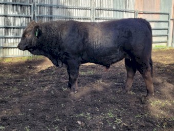 Bulls For Sale