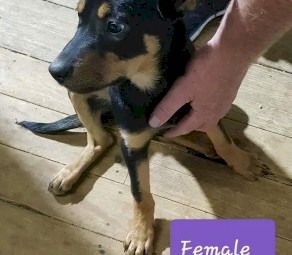 Kelpie Pups for working homes