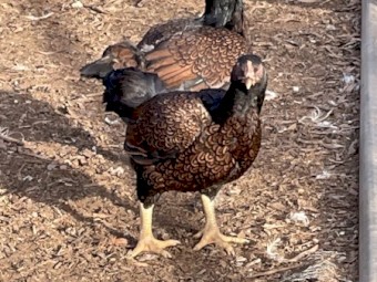 Indian game Cornish large 