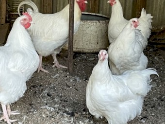White Orpington for sale