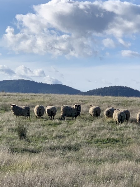 10 black face Suffolk ewes for sale