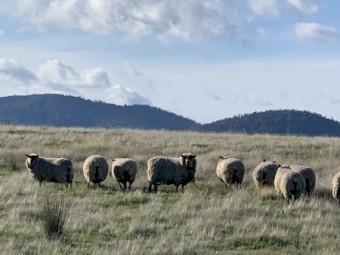10 black face Suffolk ewes for sale