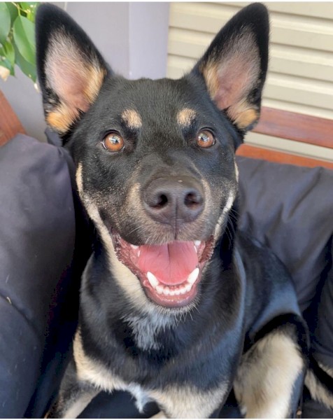1YO Kelpie For Sale