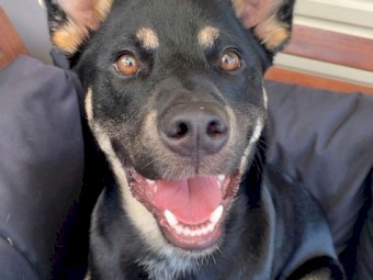 1YO Kelpie For Sale