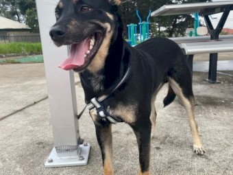 1YO Kelpie For Sale